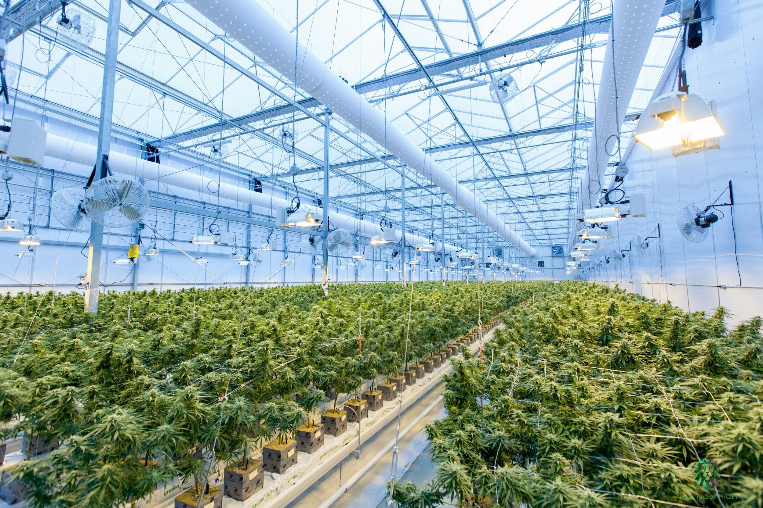 Regulations Cannabis