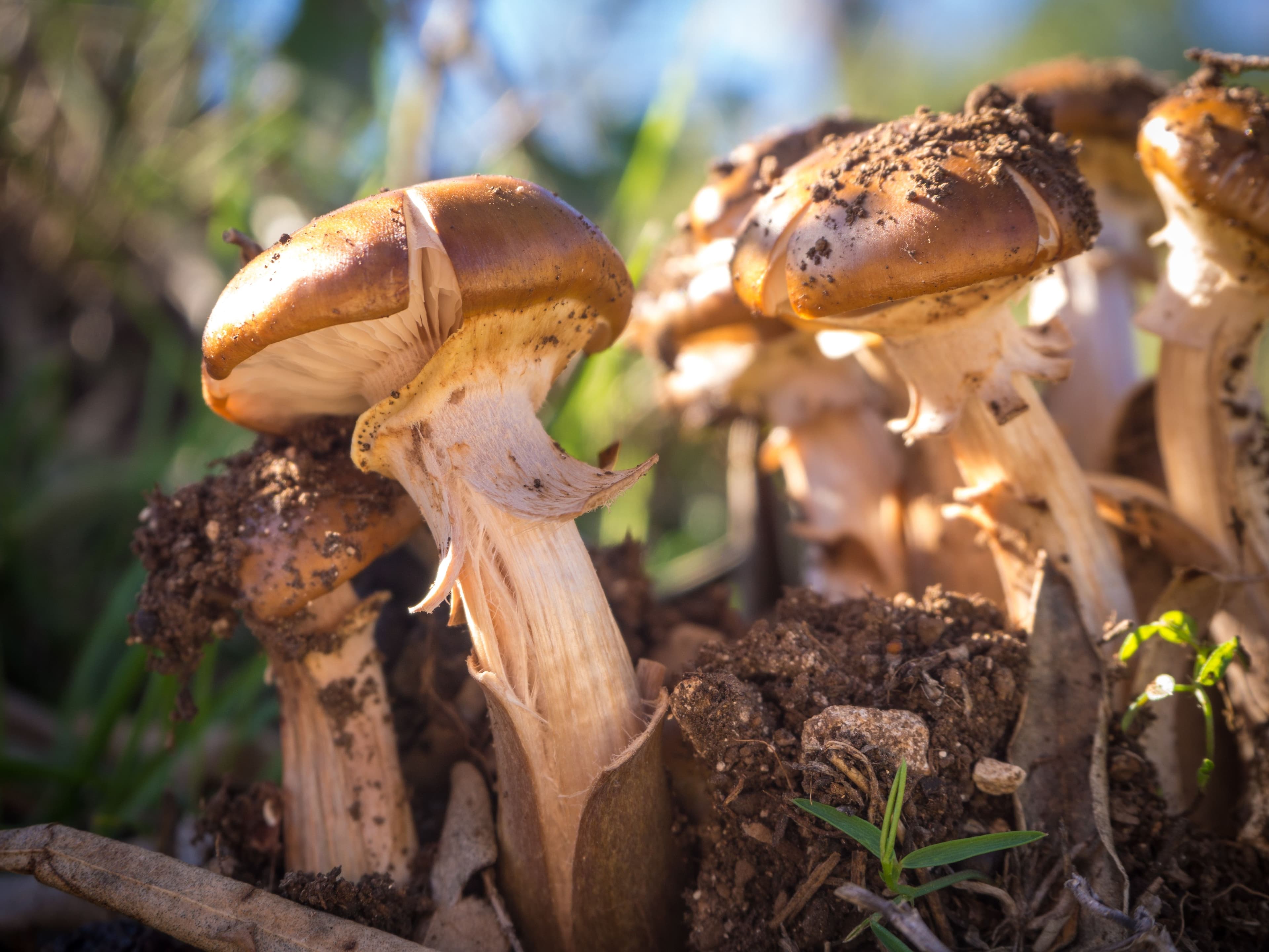 Regulations Mushrooms (Psilocybin)